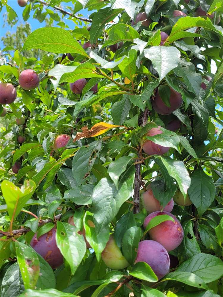 376 Neudorf Road Upper Moutere_21