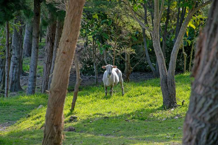 69a Pipitiwai Drive Helensville_36