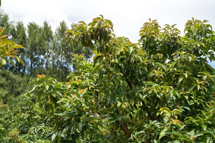 5126 State Highway One Ngataki_17