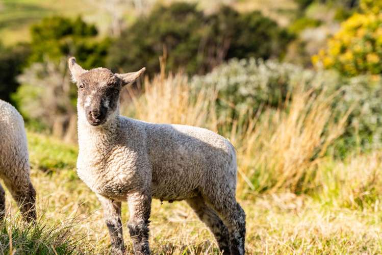 318 Franklin Road Paparoa_55
