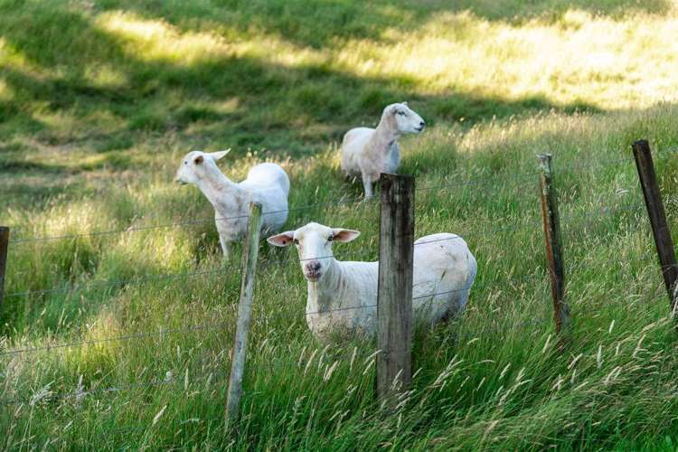 121 Bulltown Road Waihi_60