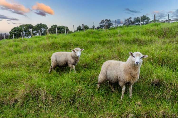 35 Clayden Road Warkworth_27