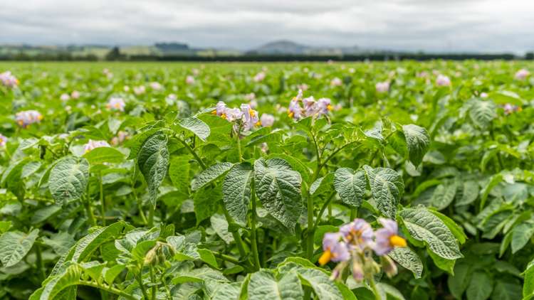 Waireka Road Darfield_23