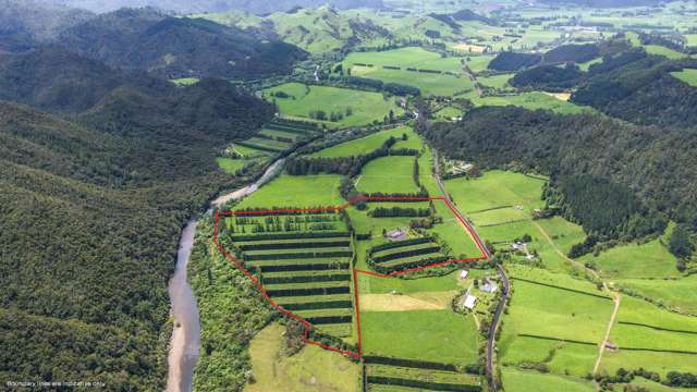 Orchard, grazing and future options