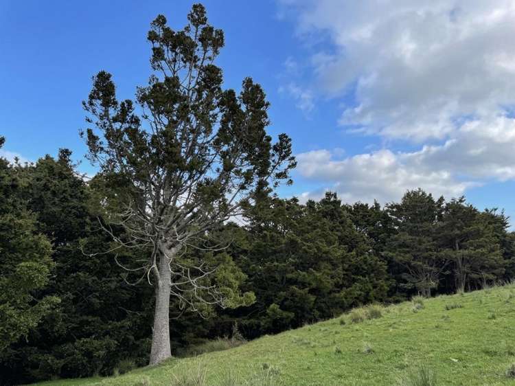 583 Lusk Road Ruawai_15