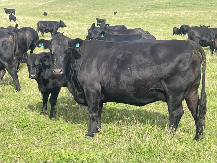 48 Heathfield Road Greta Valley_22