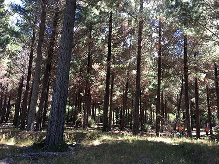 State Highway 63 Renwick_1