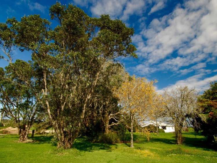 69 Oparara Karamea Karamea_17