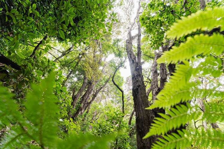 26 and 26A Grendon Street Maori Hill_38