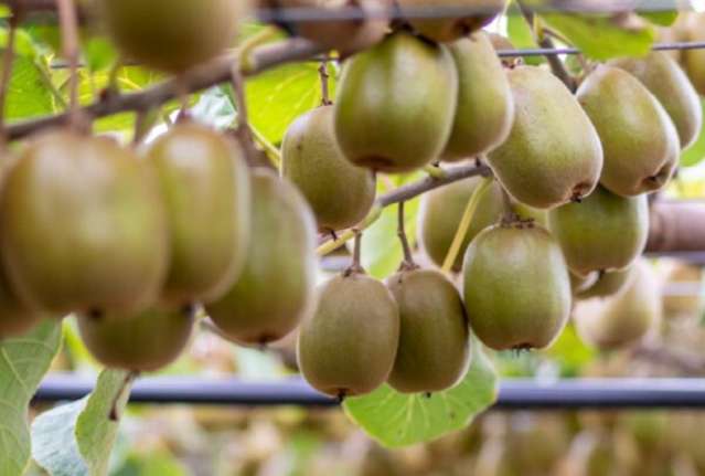 41D Ross Ware Drive Athenree_4