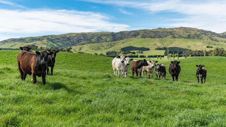 1443 Omihi Road Omihi_40