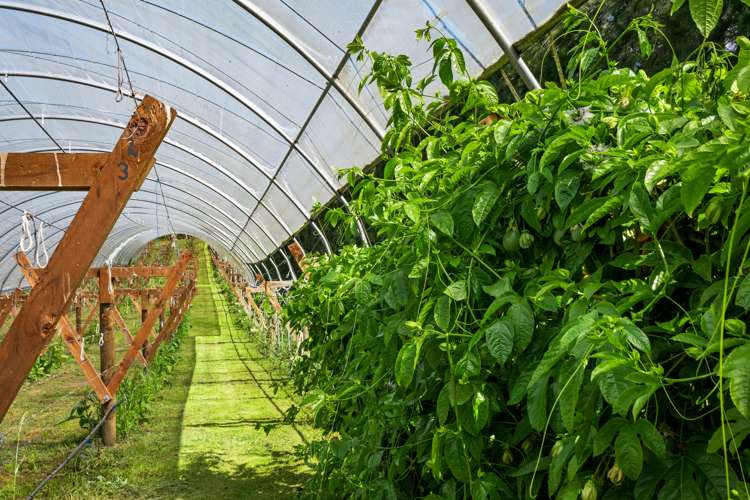 54 Sinclair Road Whakamarama_18