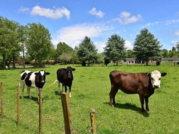 51 Cedar Park Road Tamahere_7