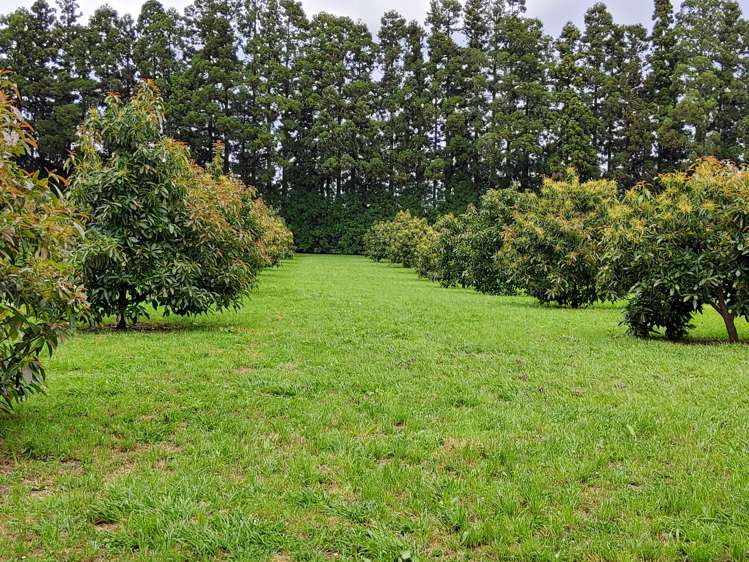 168 No 1 Road Te Puke_12