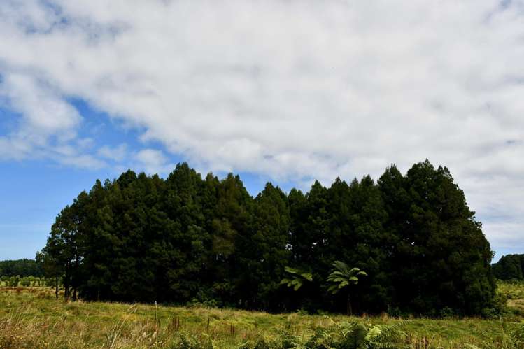 216 Kongahu Swamp Road Little Wanganui_41