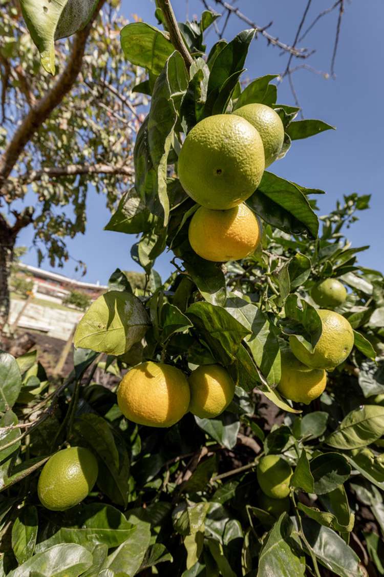 21 Omokoroa Road Omokoroa_26