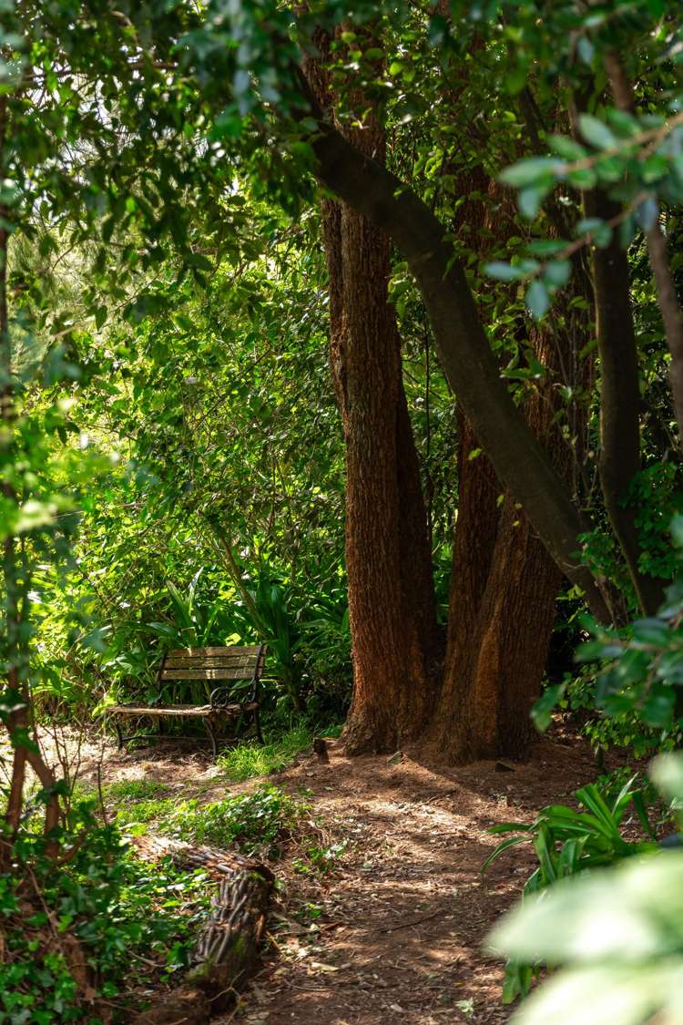 324 Youngson Road Whakamarama_5