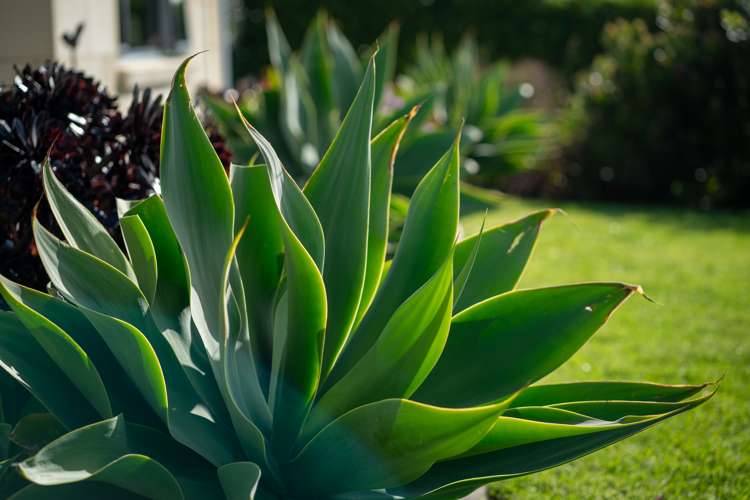 18 Takahe Drive Paraparaumu Beach_39