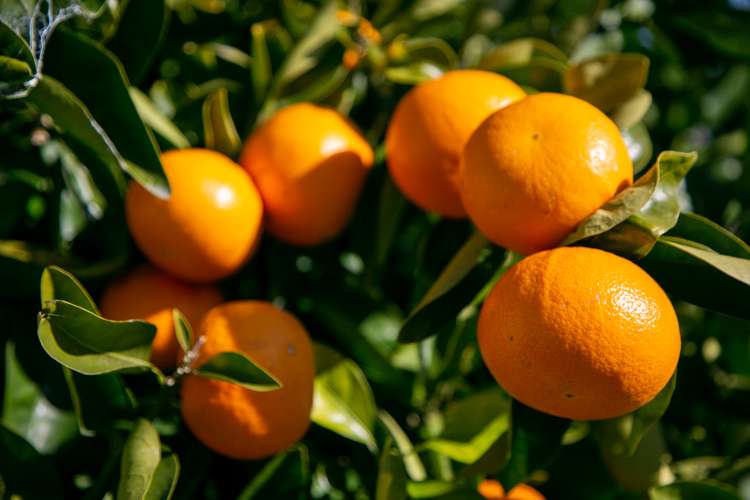 3 Hilliard Place Leamington_20