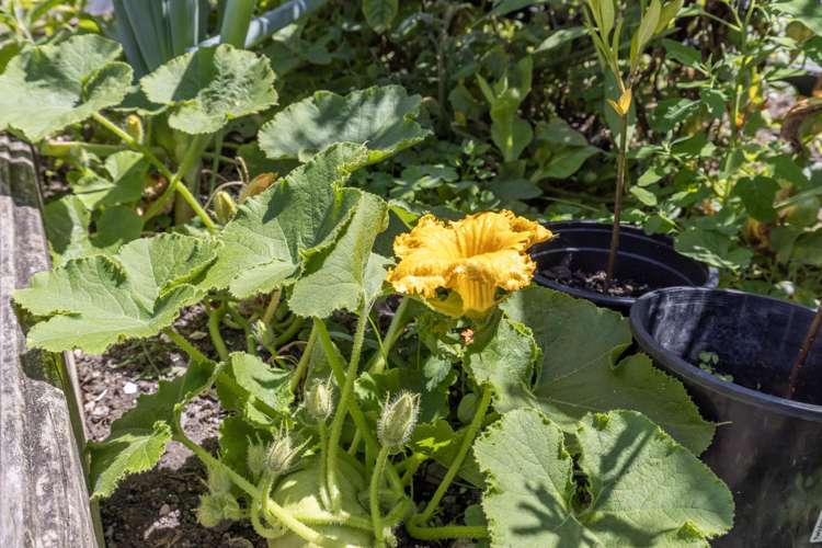 2 Kanawa Street Waikanae_28