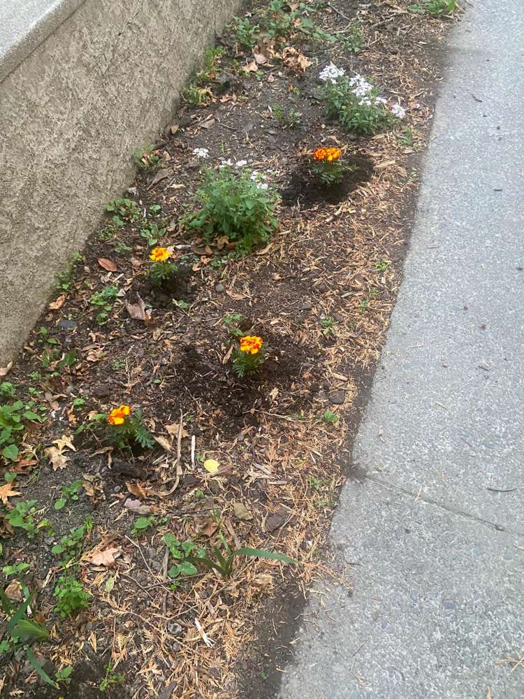 55 Woodbury Street Russley_35