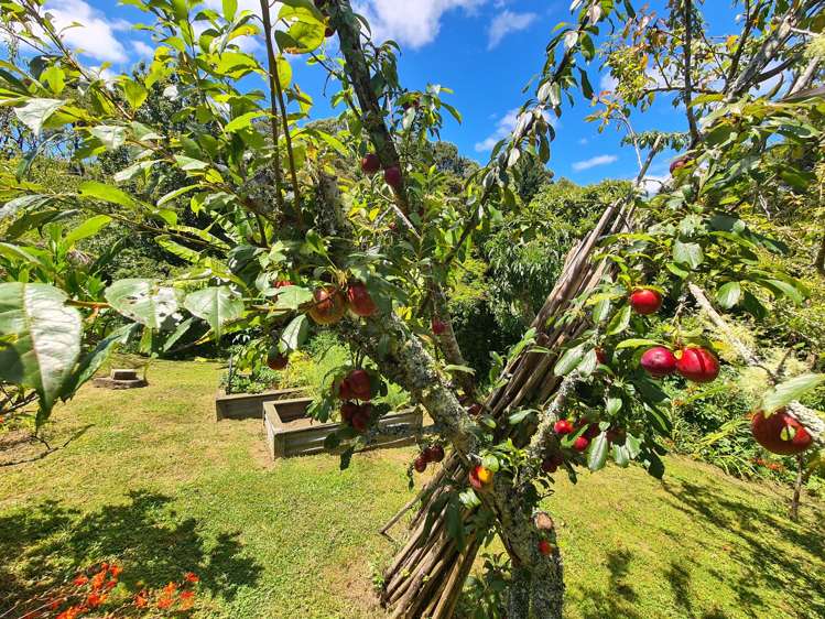 Site 3/180 Driving Creek Road Coromandel_13
