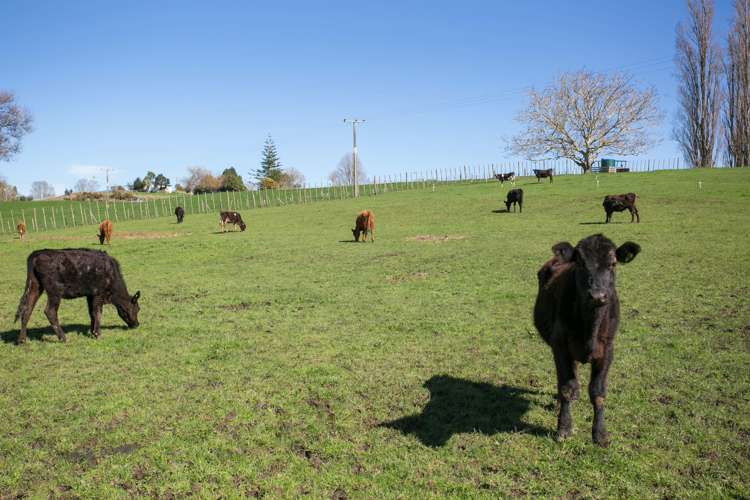 464 Ouruwhero Road Otorohanga_25