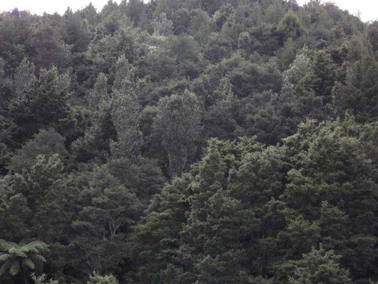 509a Old Maratoto Road Hikutaia_6