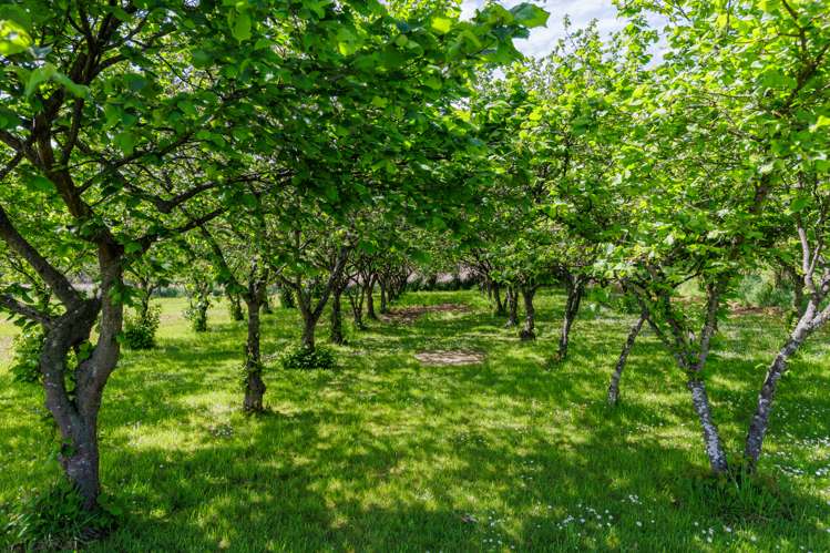 277 Hook School Road Makikihi_22