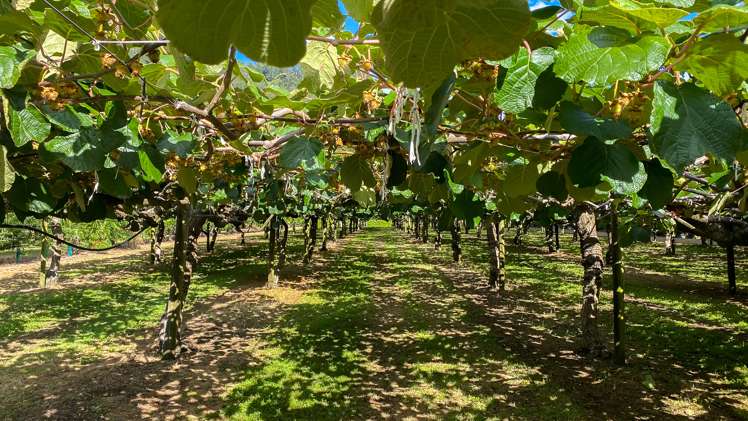 15 Tangiteroria Lane Pauanui_4