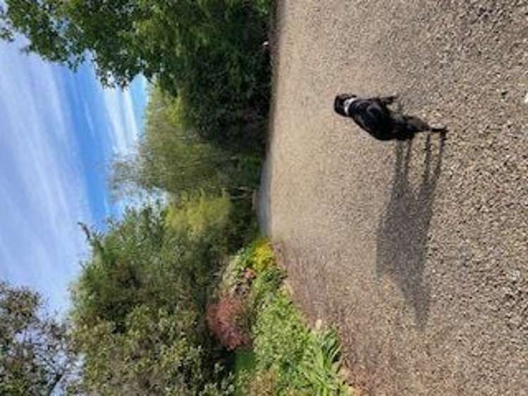 112 McNicol Road Clevedon_20