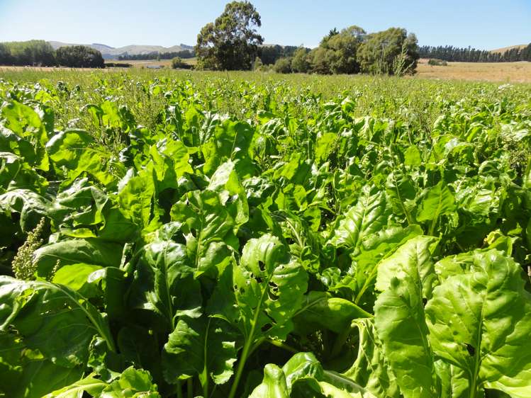 62 Nonoti Road Cheviot_13