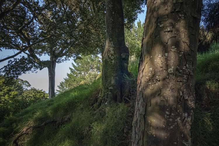 192 Cameron Town Road Pukekohe_20