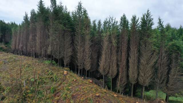 Waipati Road Chaslands_1