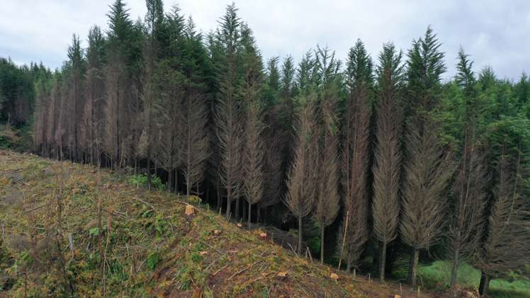 Waipati Road Chaslands_1