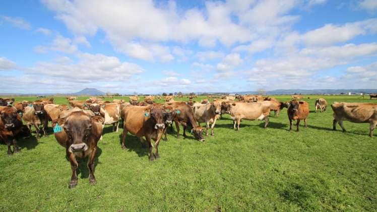 98 Mccracken Road Edgecumbe_0