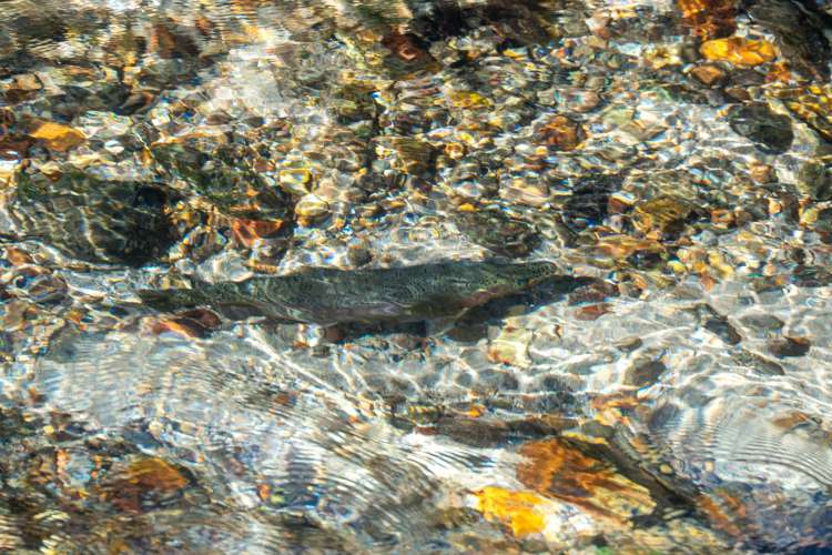 10 Erlam Place Westbrook_34