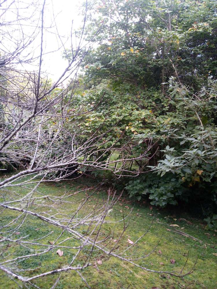 1047 Paihia Road Opua_29