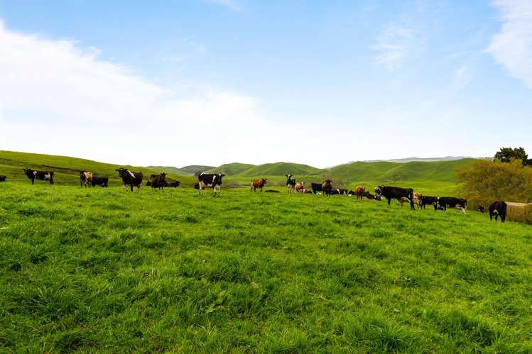 310 Matarawa Road Kinleith_10