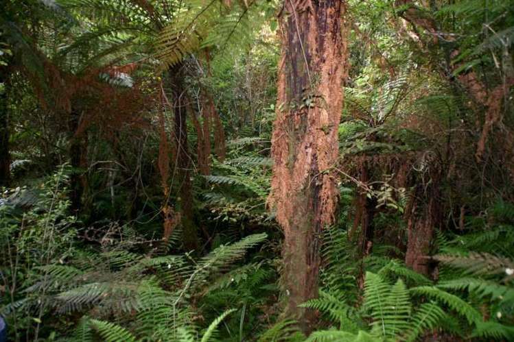 18 Rankin Street Halfmoon Bay_3