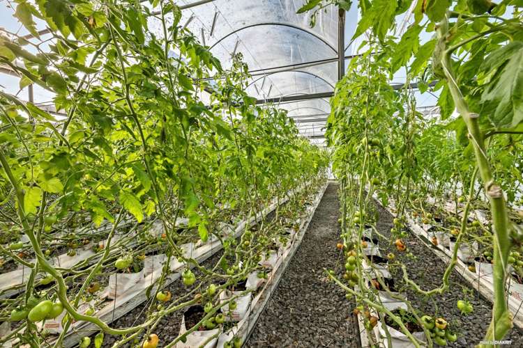 80 Orere-Matingarahi Road Orere Point_17