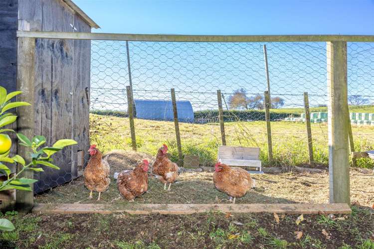 680 Picquet Hill Road Te Awamutu_12