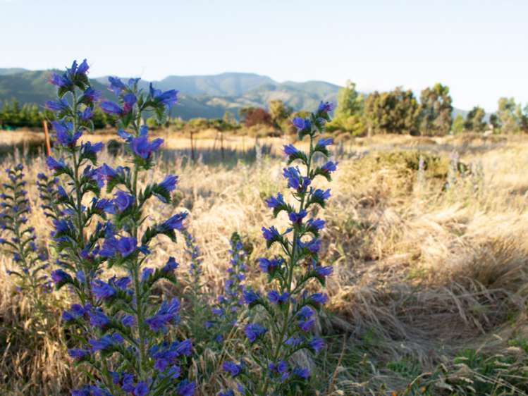 46 Edgewater Place Rarangi_12