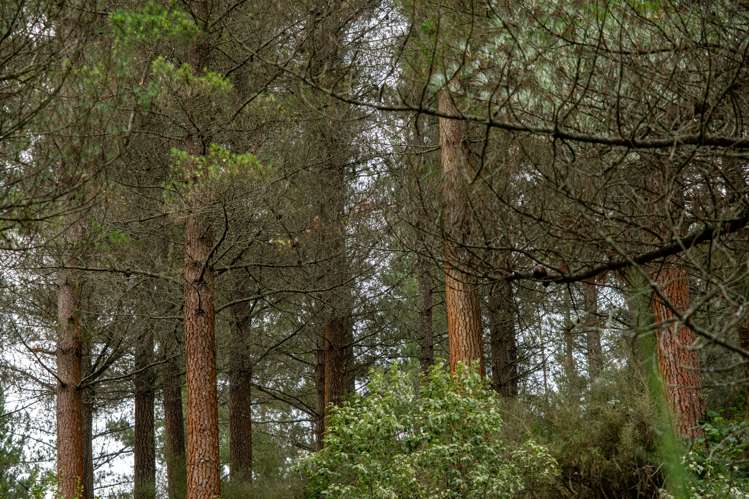 Te Moana Road Geraldine_8