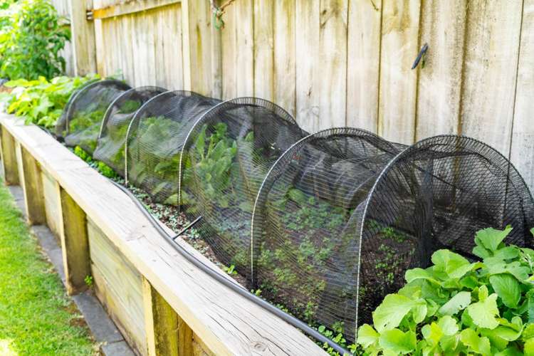 4 Weka Street Ruakaka_20