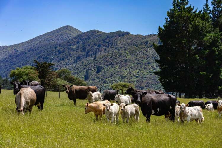 69 Titirangi Road Kenepuru Sounds_9