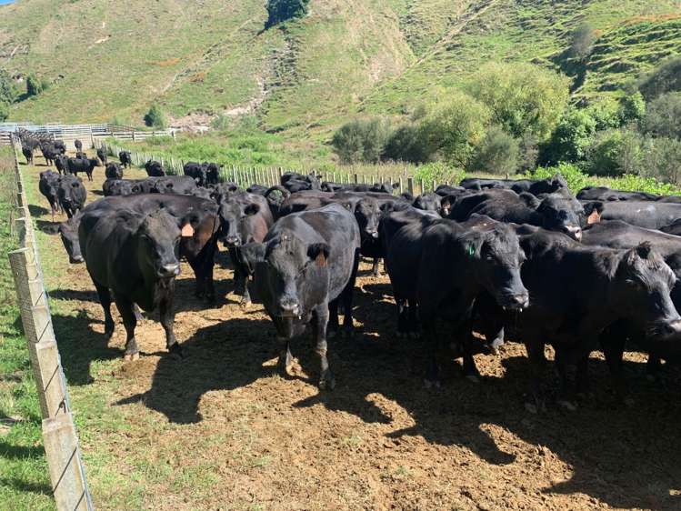 808 Roto Road Ohura_6