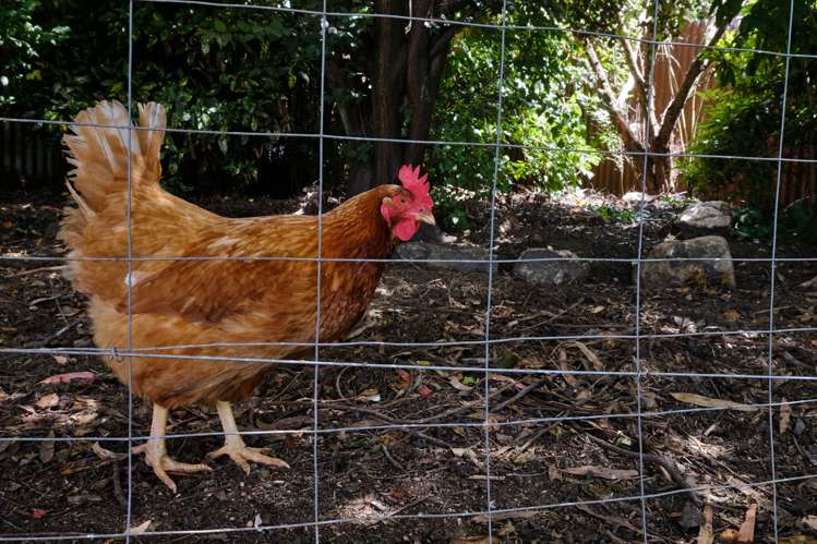 9 Rentons Road Mosgiel_17