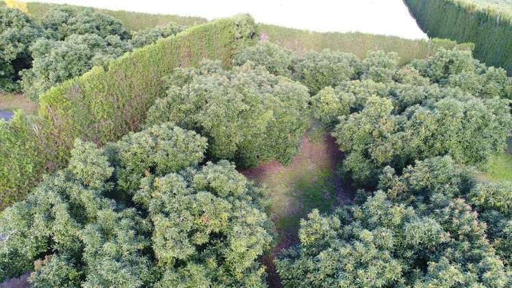 168 Ongare Point Road Hauraki Surrounds_5