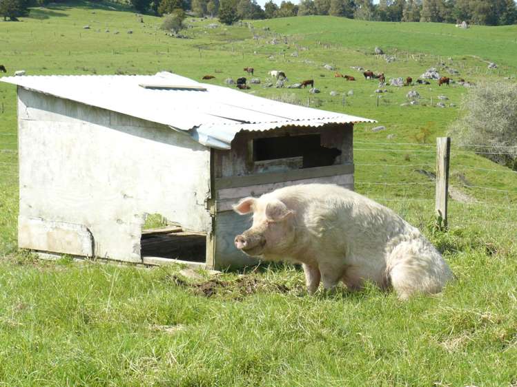 69 Pukepoto Road Okaihau_15